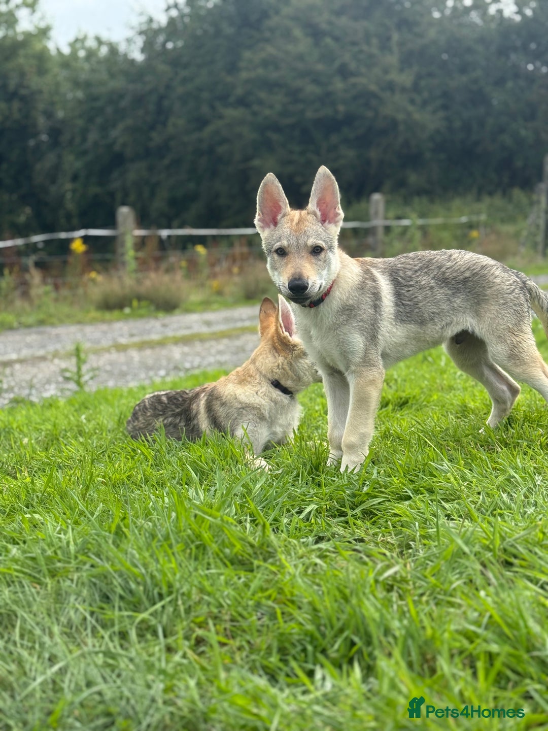 Saarloos Wolfdog dogs for sale: Rare Wolfdog Pups - Socialised & Highly Trainable - Image 14