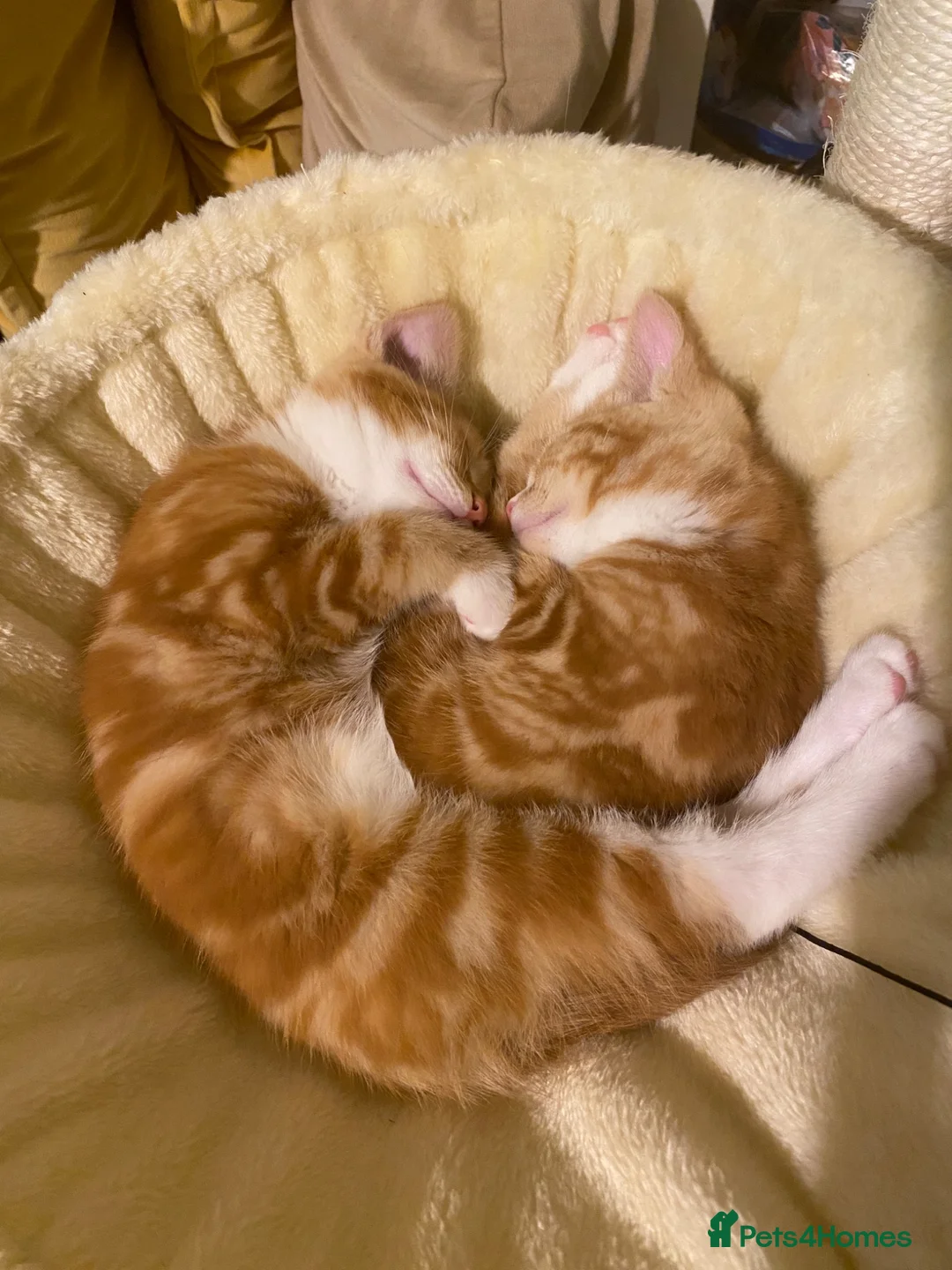 Domestic Shorthair cats for sale: 🧡Beautiful Ginger Kittens - Well Socialised 🐱 in Woking - Advert 7