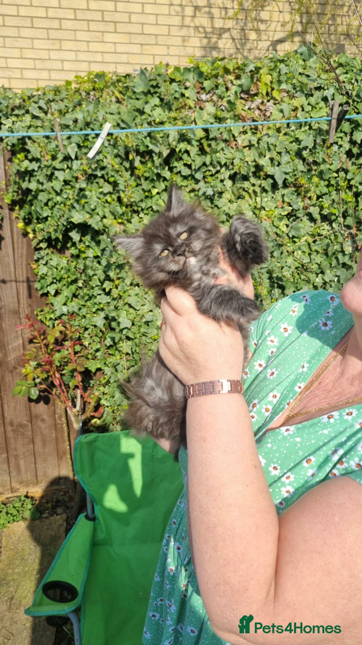 Maine Coon cats XXL Giant Main Coon  - Advert 2