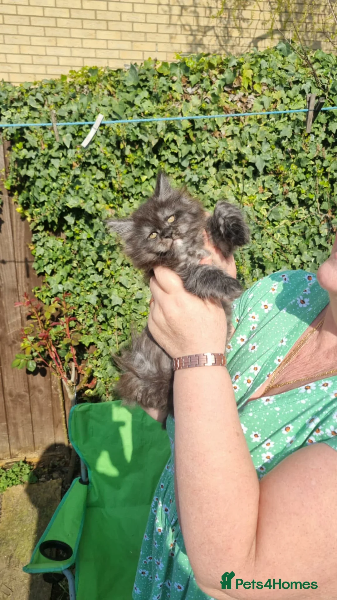 Maine Coon cats for sale: XXL Giant Main Coon  - Advert 2