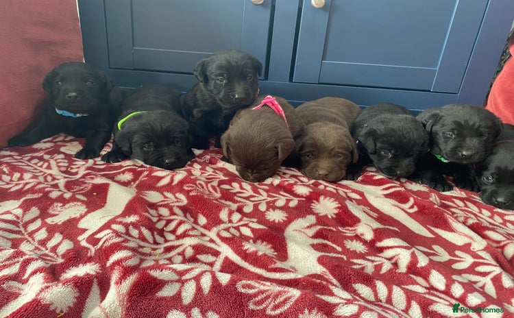 Labrador Retriever dogs - Advert 4