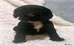 Cocker Spaniel dogs for sale: Fully health tested KC reg working Cocker Spaniels - Image 16