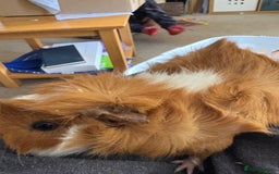 Guinea Pig rodents for sale: Male Guinea pigs for a good home  - Image 18