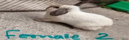 Mini Lop rabbits for sale: MALE AND FEMALE MINI LOPS ADULTS  - Advert 4