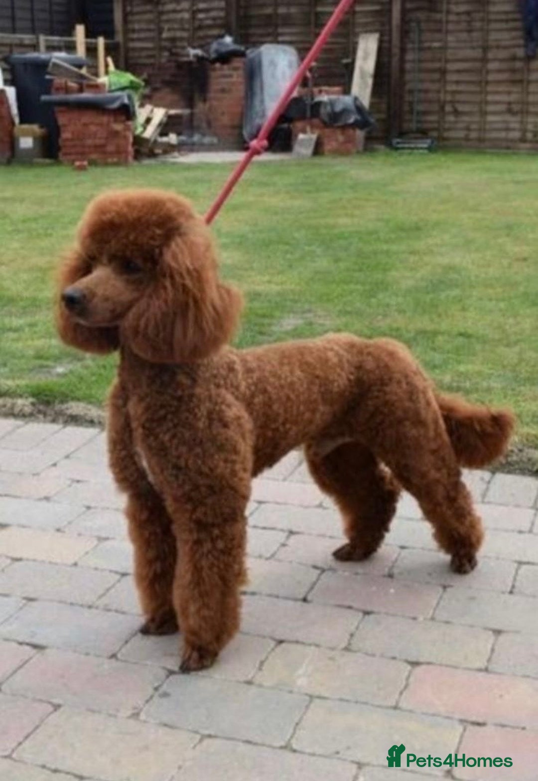 Cockapoo dogs for sale: 4 beautiful cockapoo puppies - Advert 10