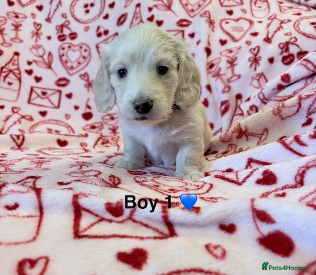 Miniature Dachshund dogs long haired cream miniature dachshund puppies  - Advert 11