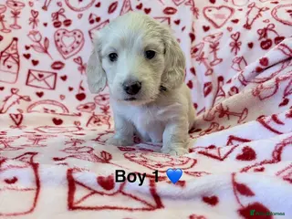 Miniature Dachshund dogs long haired cream miniature dachshund puppies - Advert 11