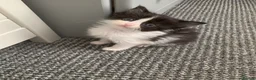 Mixed Breed cats for sale: Beautiful Kittens in Sutton-in-Ashfield - Advert 6