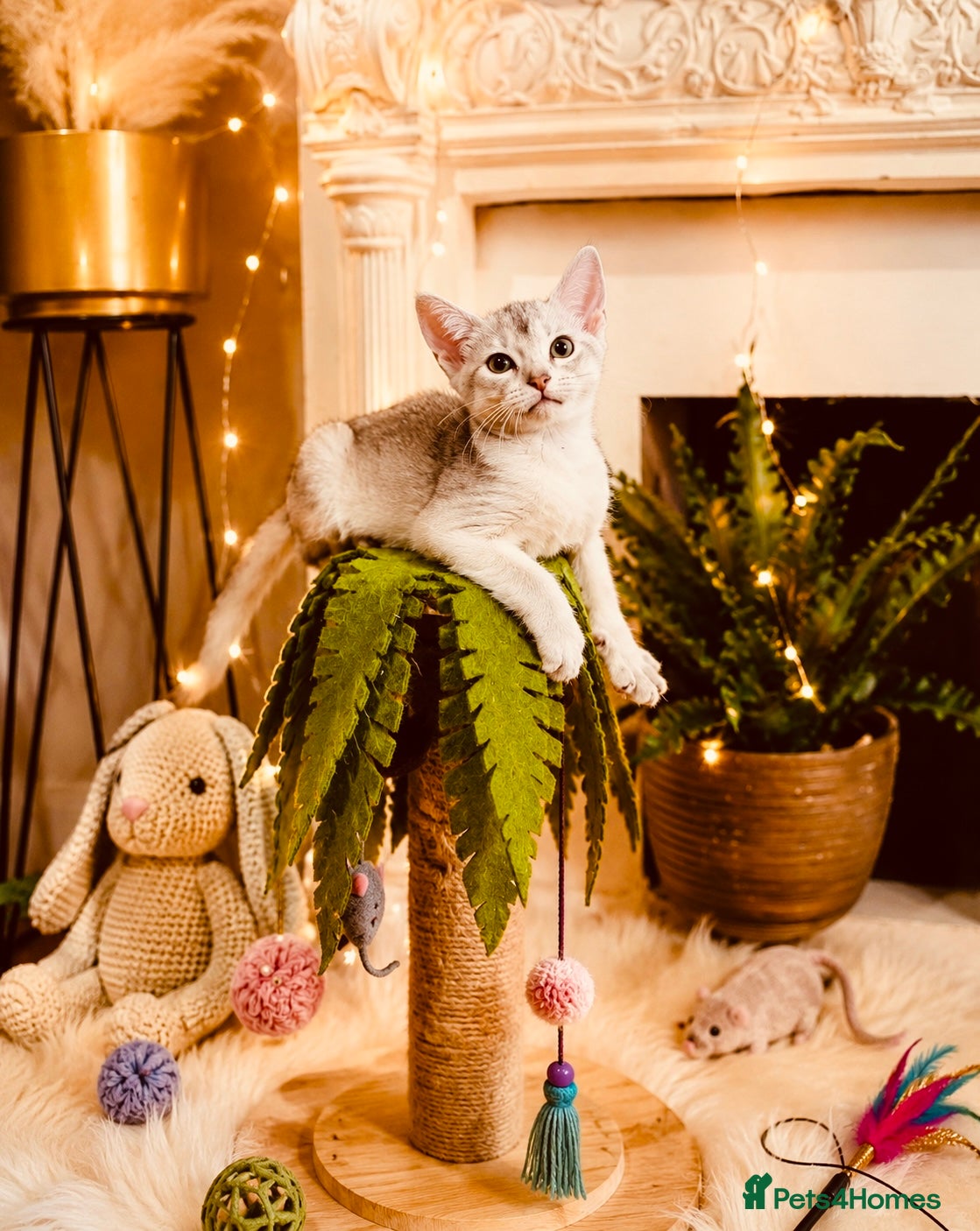 Abyssinian cats ❗️PRICE REDUCED ❤️🏆CHAMPION Abyssinian - Advert 2