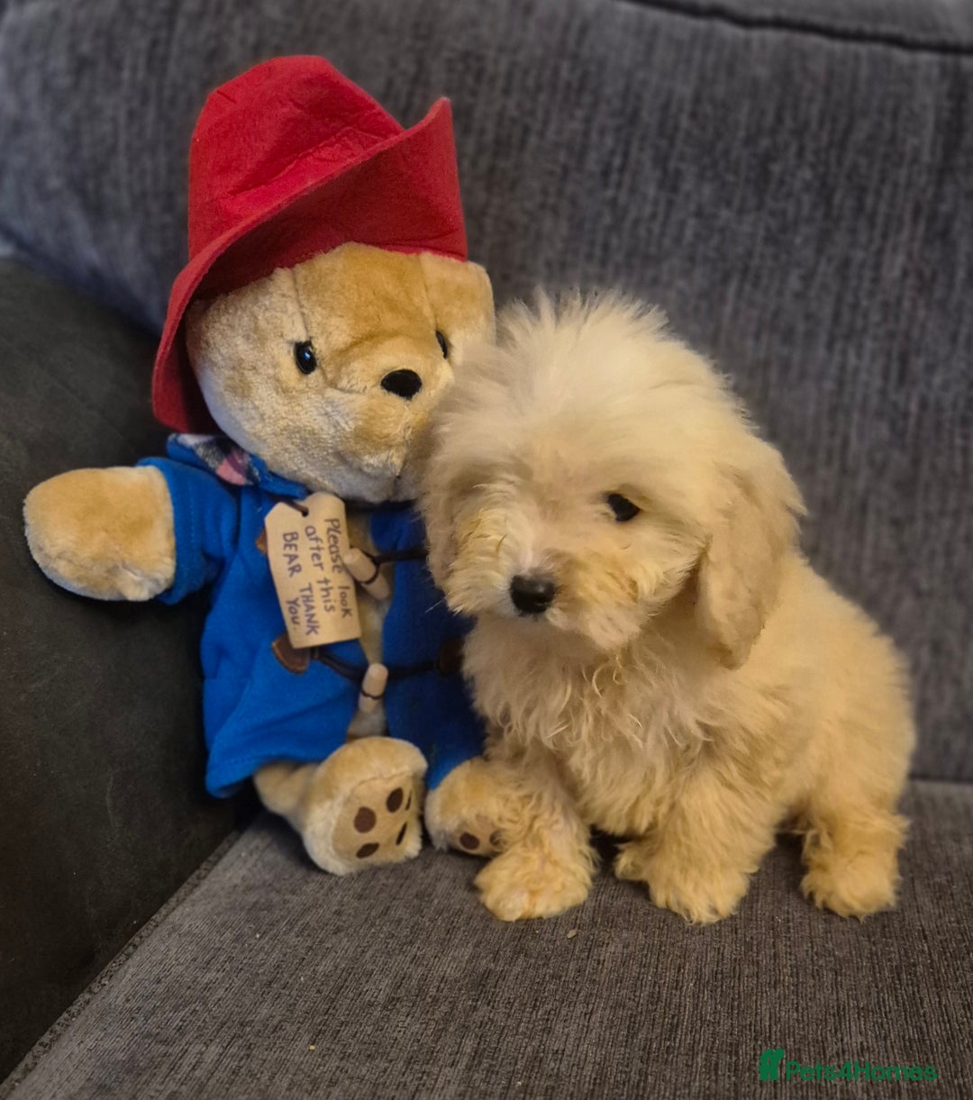 Cockapoo dogs for sale: Stunning F1 Cockapoo Puppies  - Advert 7