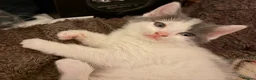 Mixed Breed cats for sale: Beautiful cross ragdoll shorthair  - Advert 4
