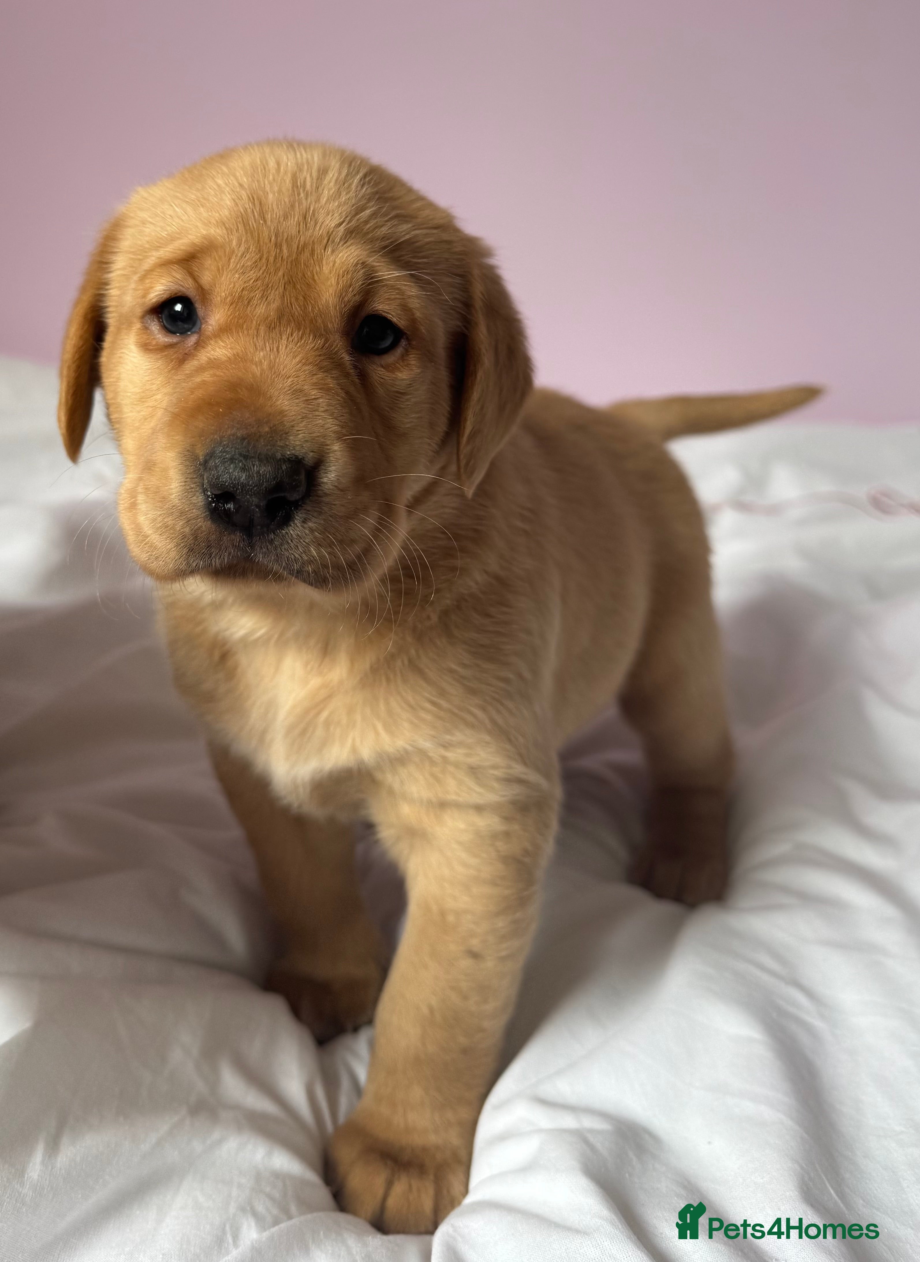 Labrador Retriever dogs for sale: Labrador pups fox red and black  - Advert 9