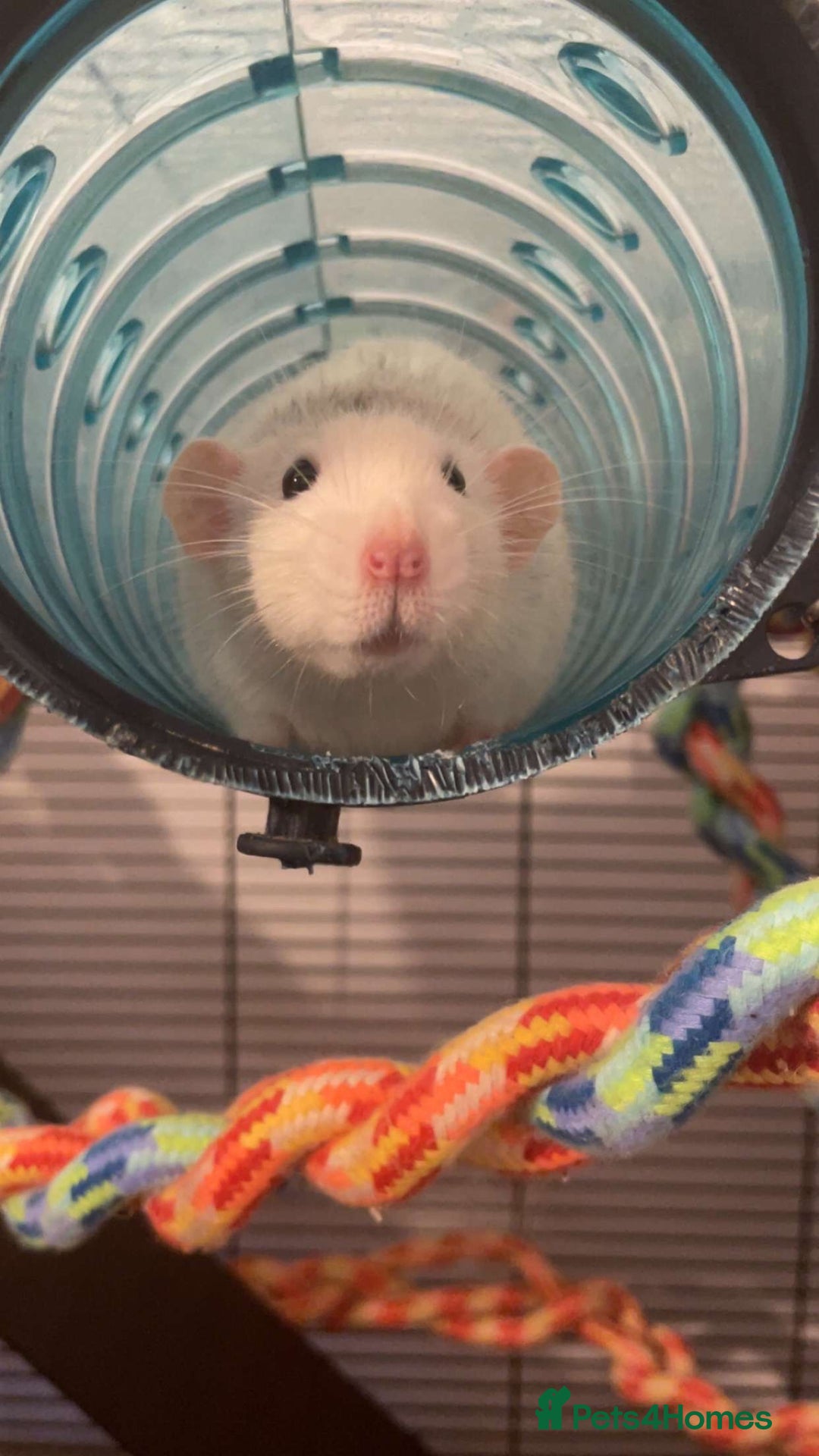 Rat rodents for sale: 2 female rats  - Advert 1