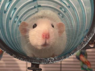 Rat rodents 2 female rats - Advert 11