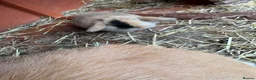 Mini Lop rabbits for sale: Pure breed mini lops  - Advert 2