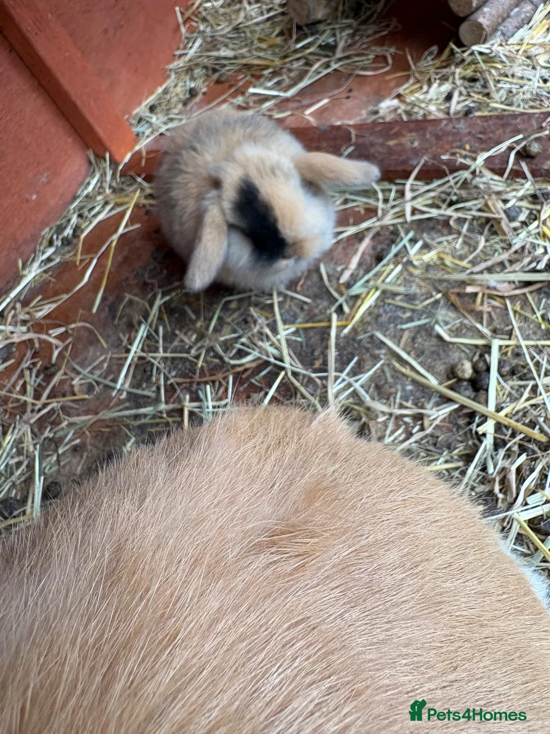 Mini Lop rabbits for sale: Pure breed mini lops  - Advert 2