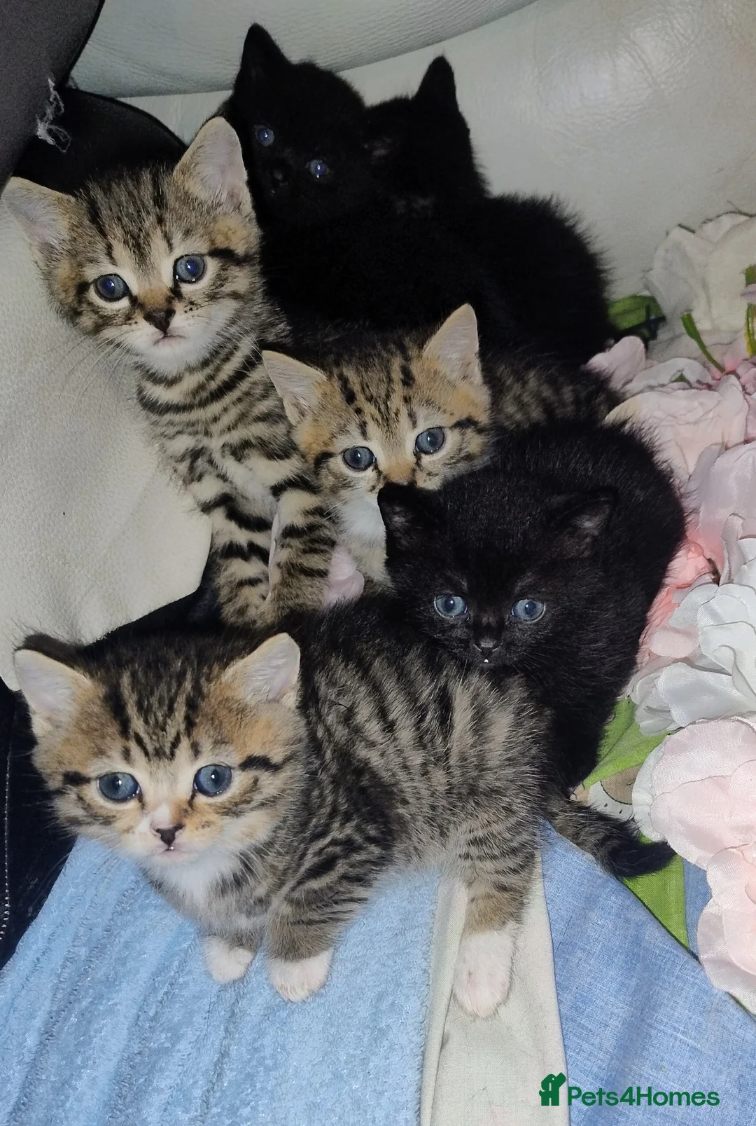 Mixed Breed cats for sale: Miniature kittens ready to go  - Advert 1