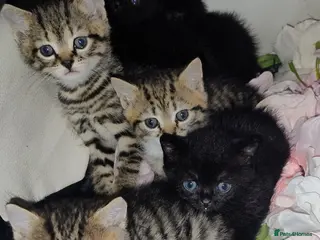 Mixed Breed cats Miniature kittens ready to go - Advert 1