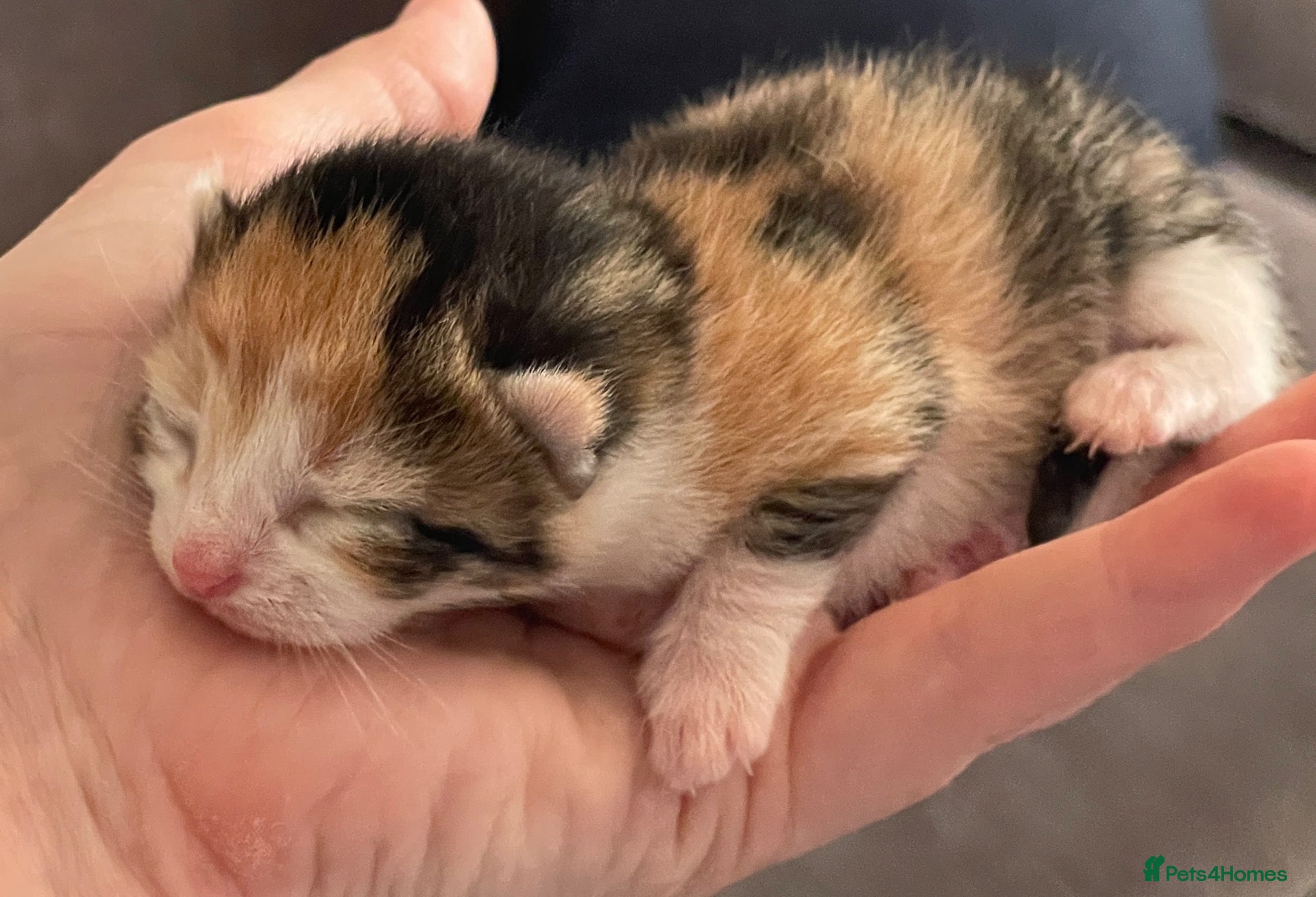 Mixed Breed cats Beautiful litter of kittens 💓  - Advert 3