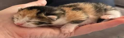 Mixed Breed cats for sale: Beautiful litter of kittens 💓  in Bootle - Advert 1