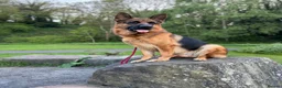 German Shepherd dogs for stud: Shadow Available for stud  - Advert 1