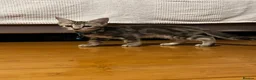 Mixed Breed cats for sale: Mixed breed in London - Advert 4