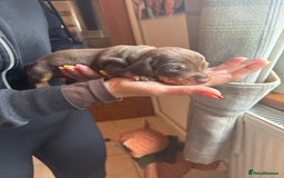 Miniature Dachshund dogs for sale: Miniature dachshunds smooth hair puppy’s  - Image 12