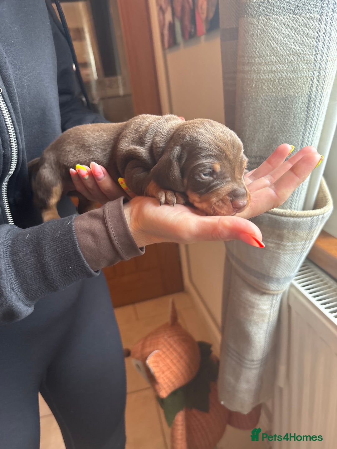 Miniature Dachshund dogs for sale: Miniature dachshunds smooth hair puppy’s  - Image 12