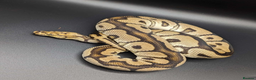 Python Snake reptiles for sale: Range of Royal Pythons - Advert 14