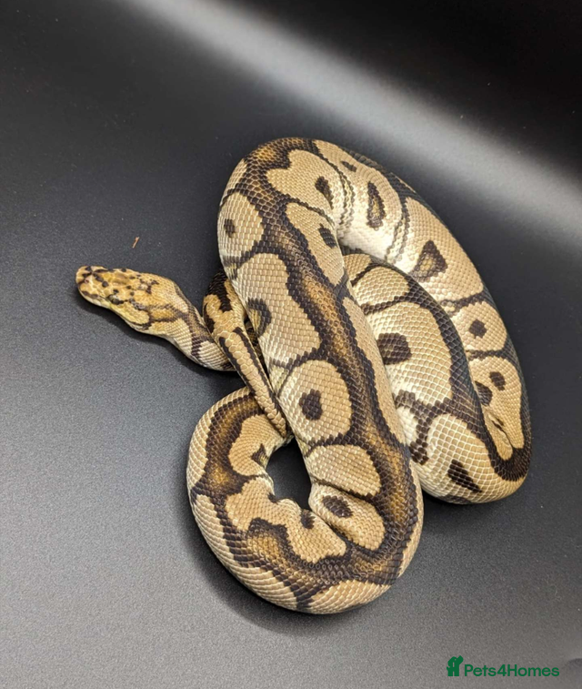 Range of Royal Pythons for sale in Burnley | Pets4Homes