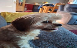 Yorkshire Terrier dogs for sale: Yorkie - Image 4