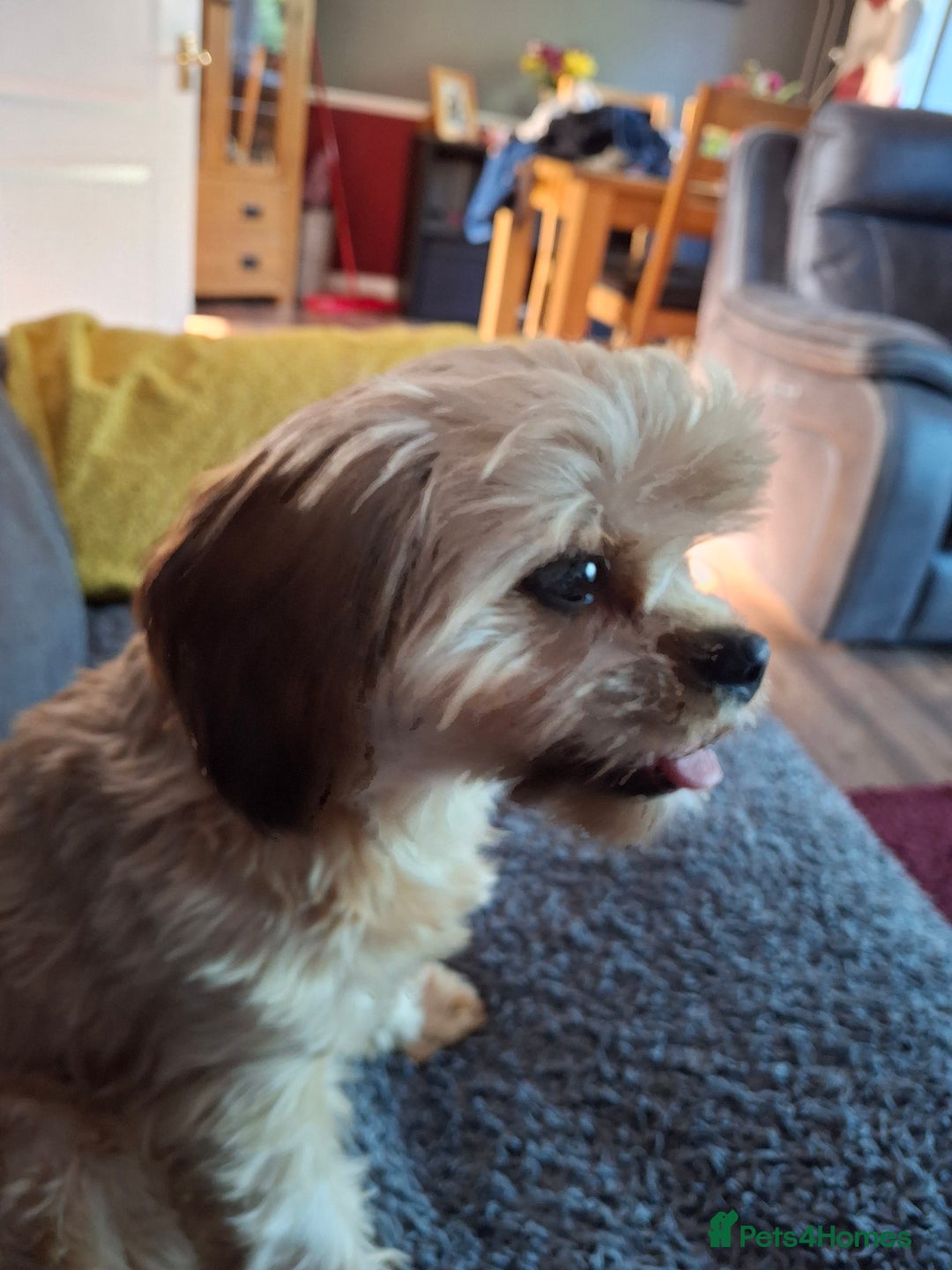 Yorkshire Terrier dogs for sale: Yorkie - Image 4