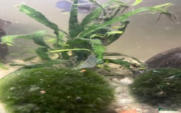 Shrimps fish for sale: Shrimps for sale - Image 1