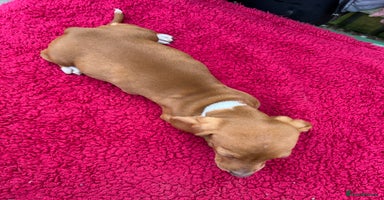 Miniature Dachshund dogs - Advert 10