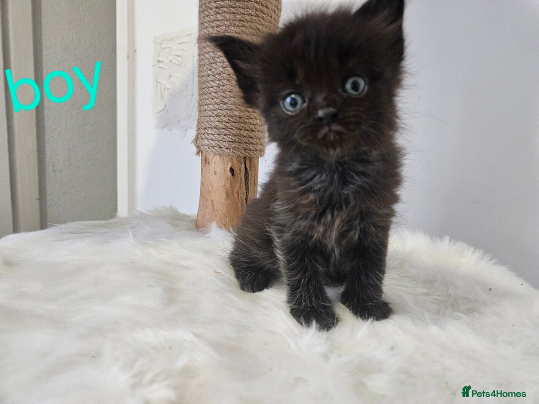 Mixed Breed cats for sale: 2 stunning black kittens avilable  - Advert 2