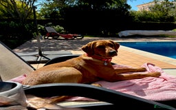 Labrador Retriever dogs for sale: Sykehead are expecting Fox Red lab pups  - Image 5