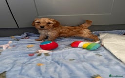 Cavapoo dogs for sale: * Cavapoo Boys available * - Image 7