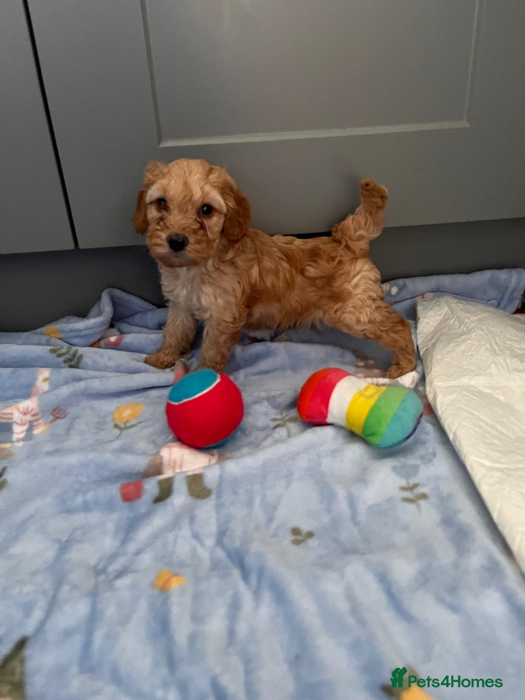 Cavapoo dogs for sale: * Cavapoo Boys available * - Image 7