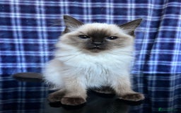 Ragdoll cats for sale: FIFe Registered Ragdoll Kittens Champion Line  - Image 23
