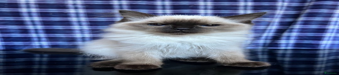 No collar