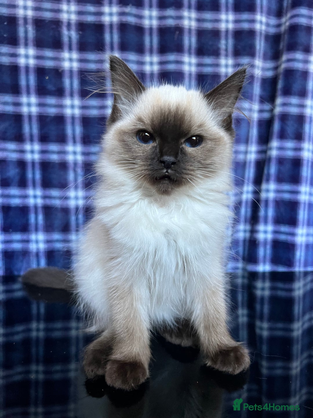 Ragdoll cats for sale: FIFe Registered Ragdoll Kittens Champion Line  - Image 23