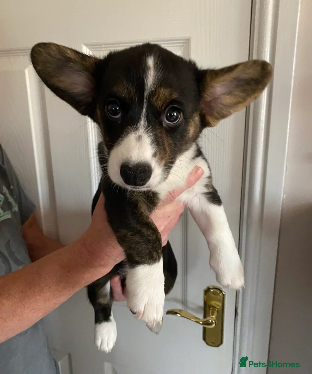 Welsh Corgi Cardigan dogs for sale: WELSH CARDIGAN CORGI GIRLS READY NOW - Advert 6