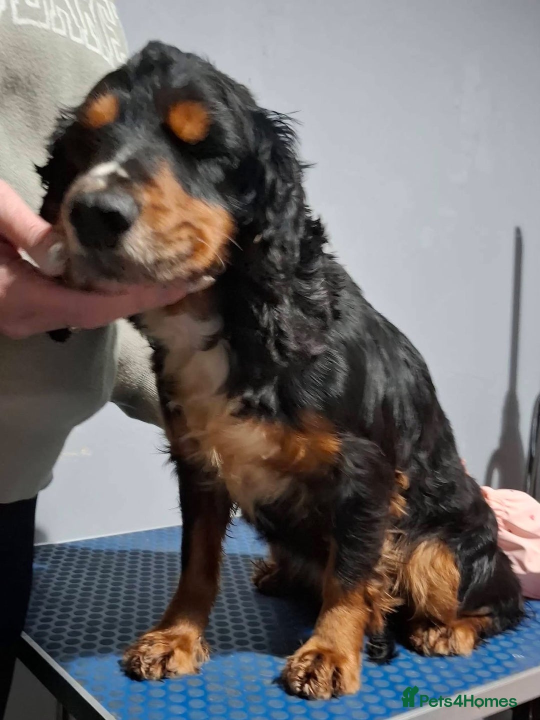 Cocker Spaniel dogs for sale: 5 year old looking for new home  - Advert 3