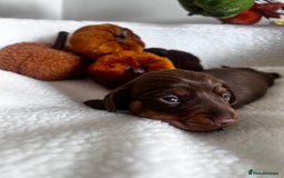 Miniature Dachshund dogs for sale: Miniature Smooth Dachshund Puppies  - Image 9