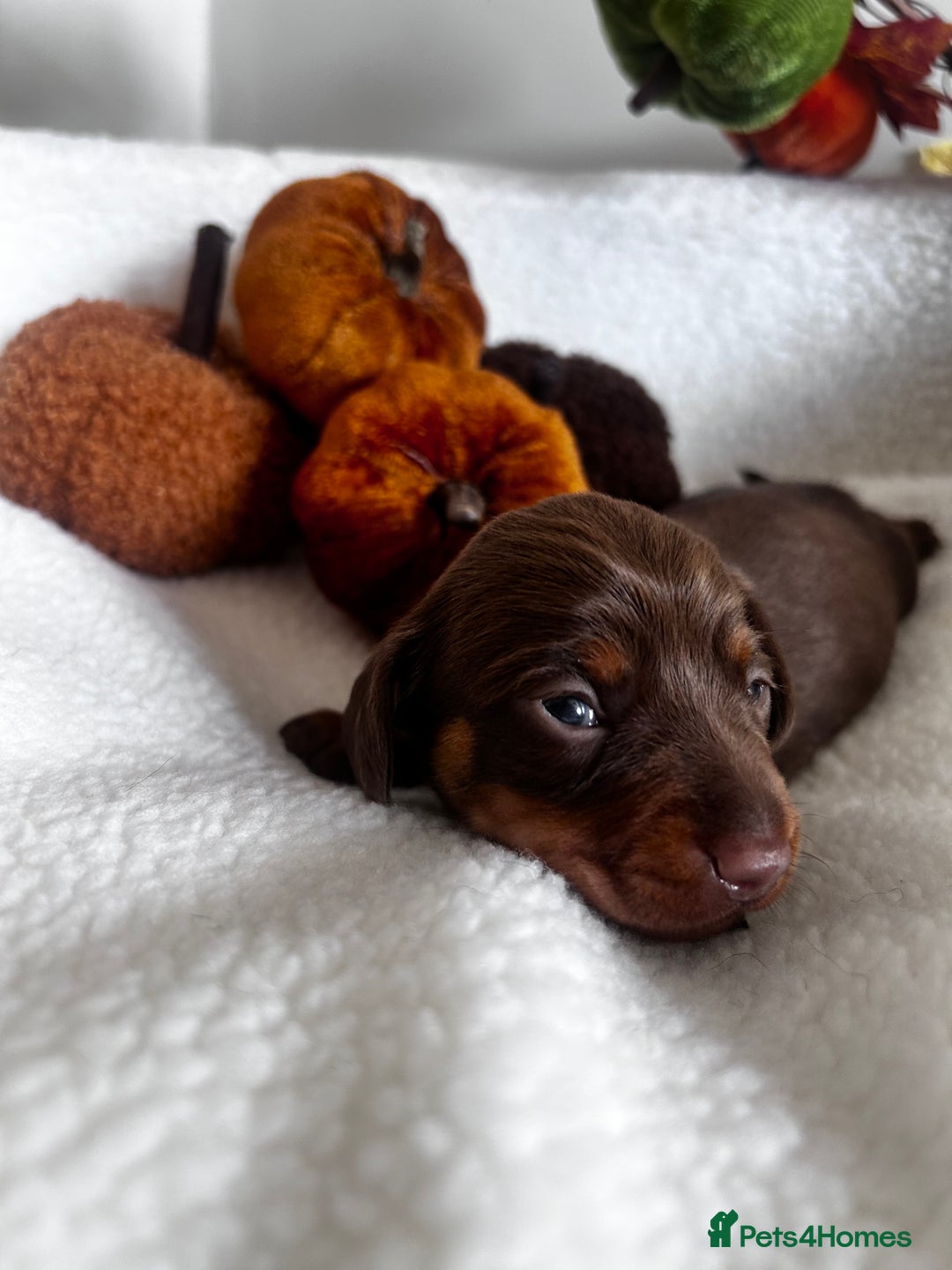 Miniature Dachshund dogs for sale: Miniature Smooth Dachshund Puppies  - Image 9