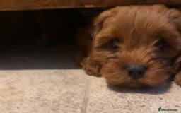 Cavapoo dogs for sale: Stunning premium F1 Cavapoo babies 🥰 - Image 13