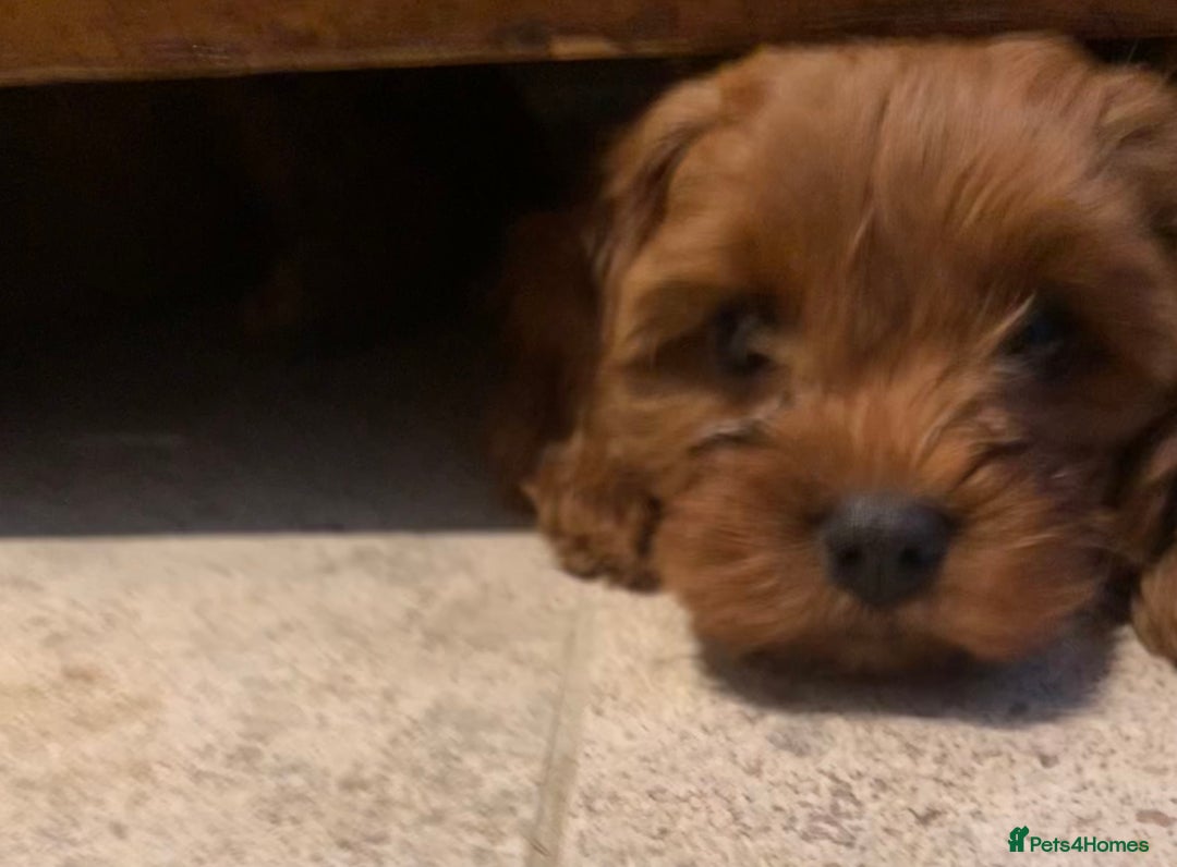 Cavapoo dogs for sale: Stunning premium F1 Cavapoo babies 🥰 - Image 13