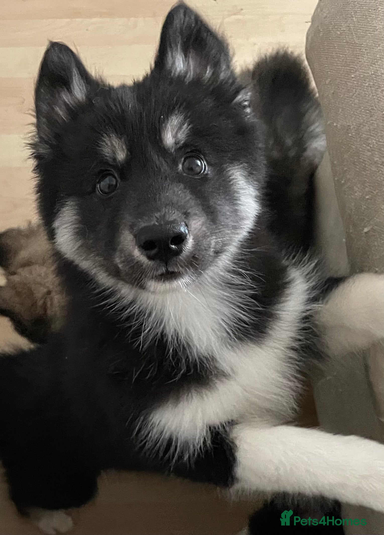 Siberian Husky dogs for sale: Lovely Siberian husky puppies - Advert 4