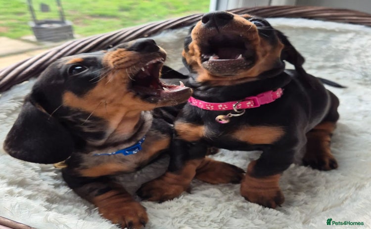 Miniature Dachshund dogs - Advert 6