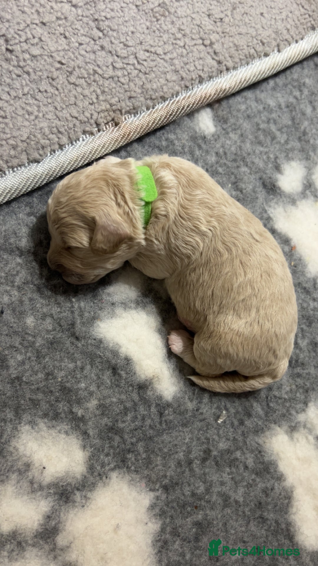 Maltipoo dogs for sale: 4 Adorable F2 Maltipoo pups - Advert 4